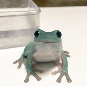 Meet your Posher, Arden